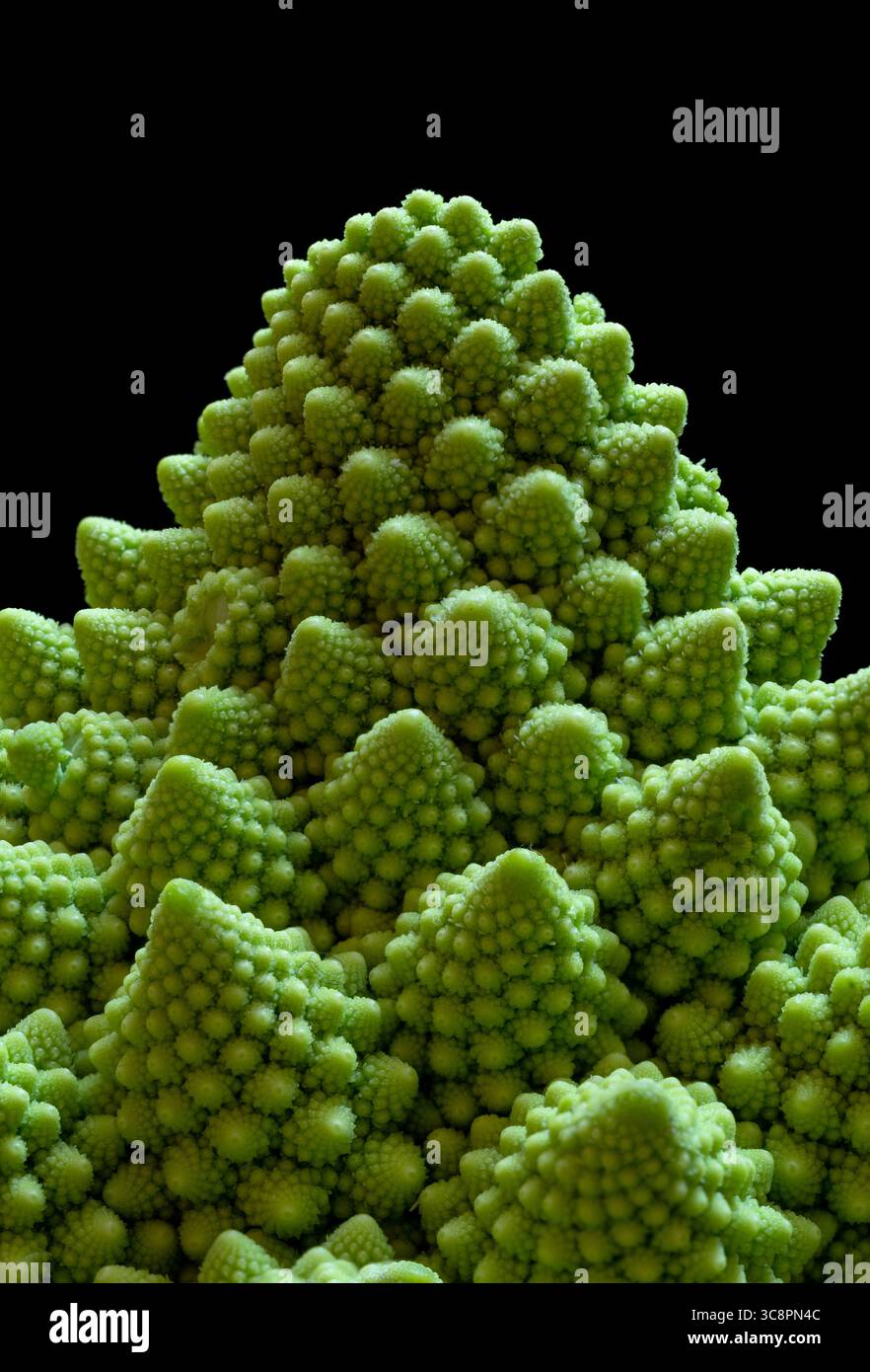 Romanesco broccoli (Brassica oleracea) Fraktumknospe. Seitenansicht der Blütenknospe eines Romanesco-Brokkoli mit selbstähnlicher Fraktalgeometrie Stockfoto