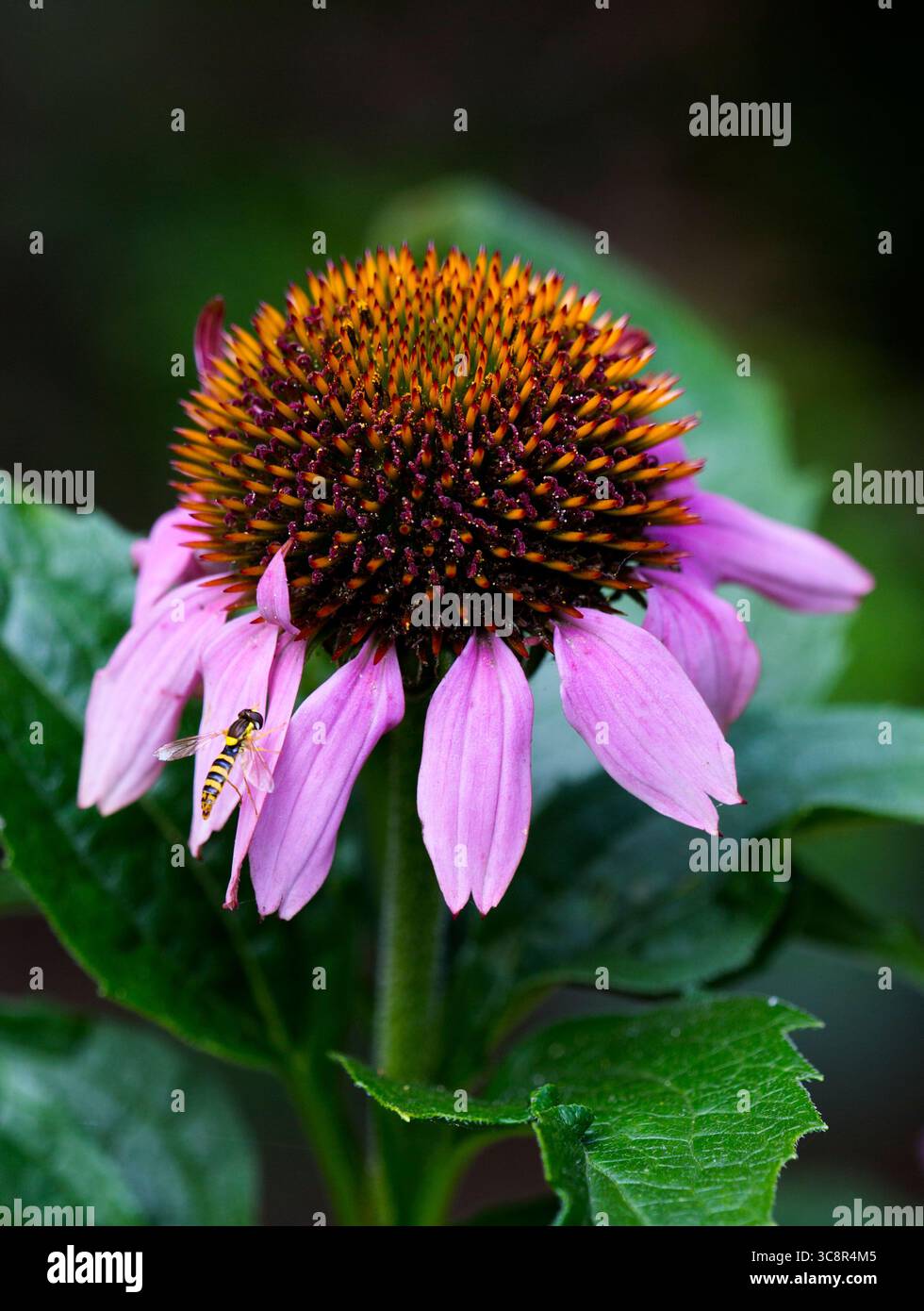 Echinacea purpurea Blumenkopf-Coneflower Stockfoto