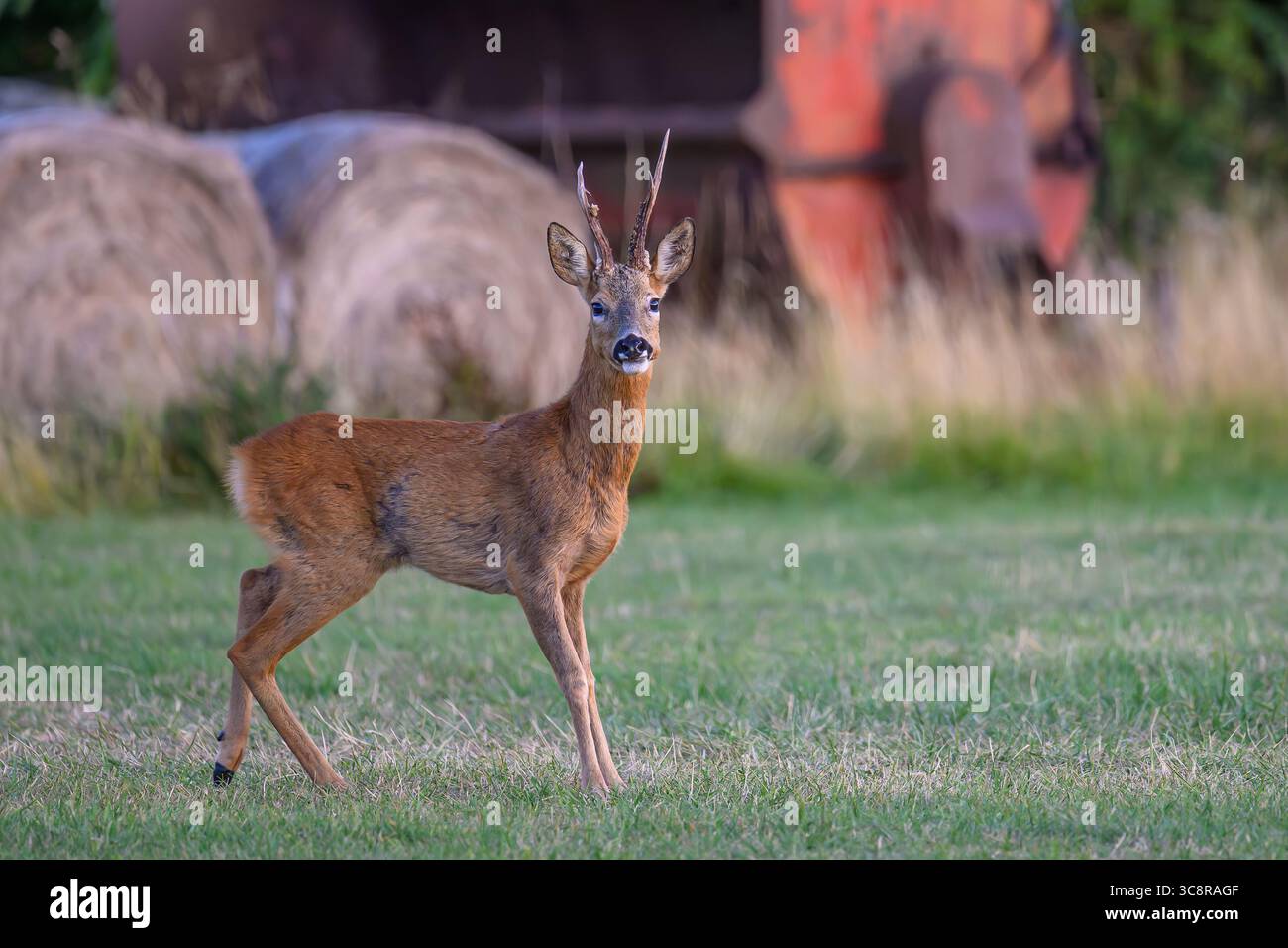 Roe Buck Barking in Oxfordshire Stockfoto
