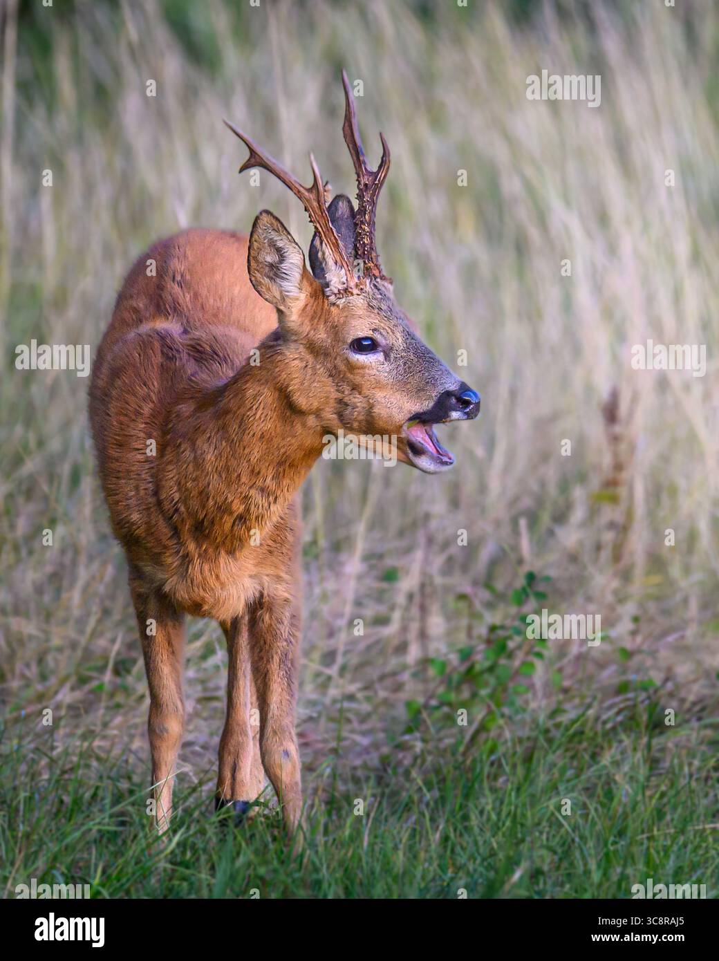 Roe Buck Barking in Oxfordshire Stockfoto