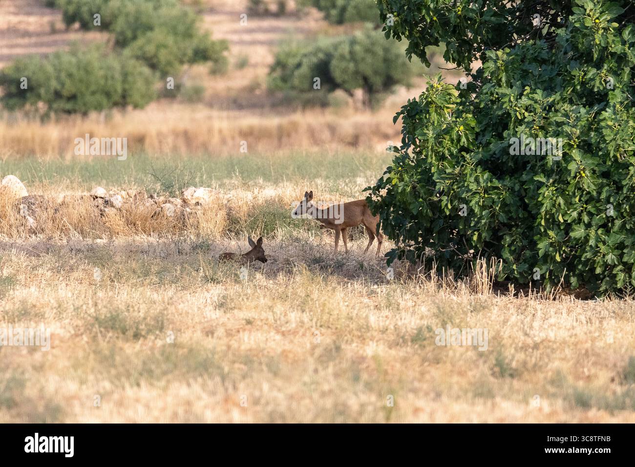 Hirsche und Rehkitz ruhen im Sommer unter einem Baum auf einem sonnendurchfluteten Feld Stockfoto