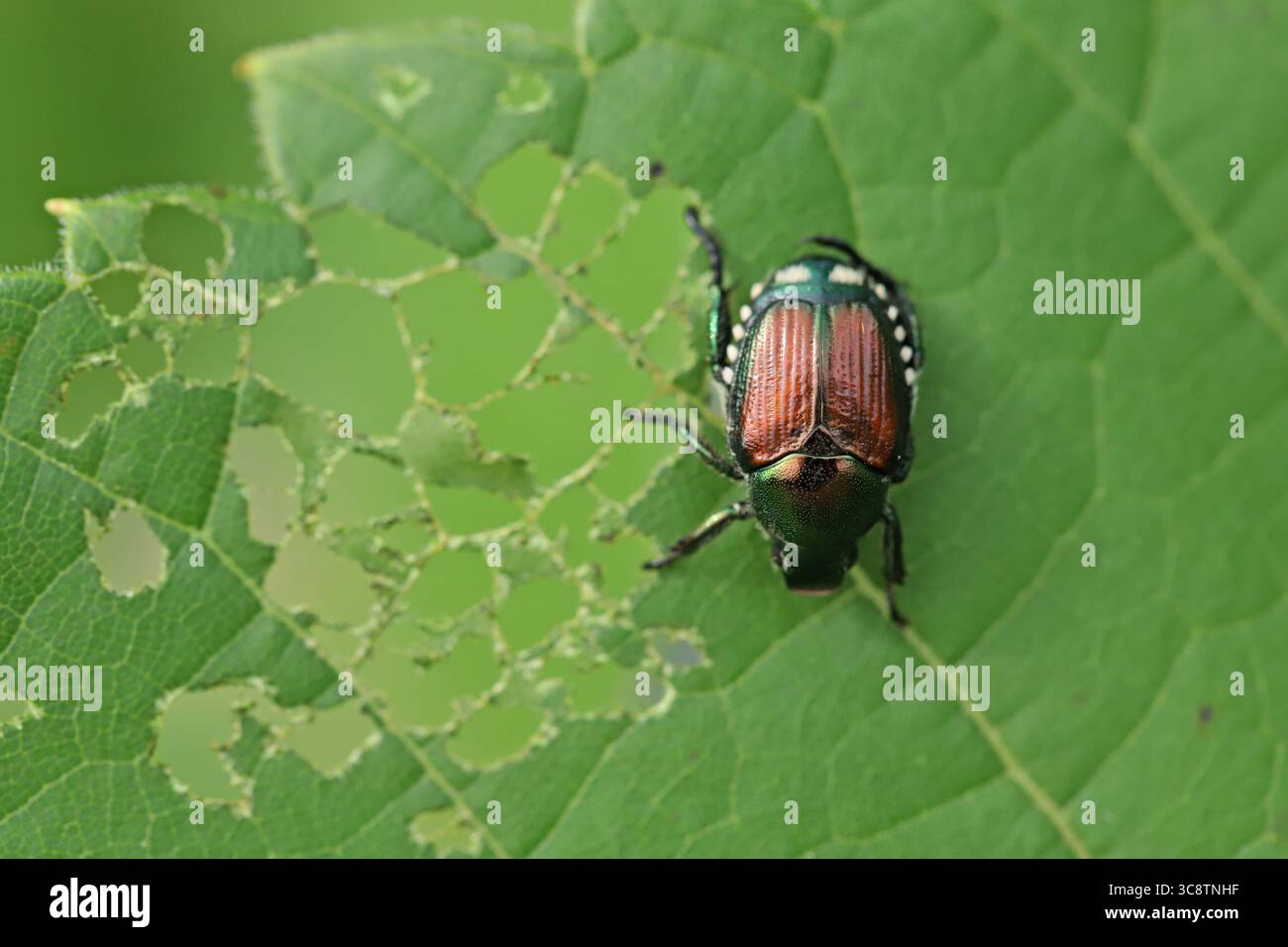 Montreal, Kanada. 31. Juli 2025. Ein japanischer Käfer ernährt sich von einem Blatt in einem Park in Kanada während der Paarungszeit in der Sommersaison. Der japanische Käfer, bekannt als Popillia japonica, gilt als invasiver Schädling, der in Kanada erhebliche Schäden an Nutzpflanzen, Gärten und Bäumen verursacht. Dieses Insekt hat sich vor allem in Ontario, Quebec und den maritimen Provinzen etabliert. Am 31. Juli 2025 in Montreal, Kanada. (Foto: Horacio Zamora Rios/Eyepix Group/SIPA USA) Credit: SIPA USA/Alamy Live News Stockfoto