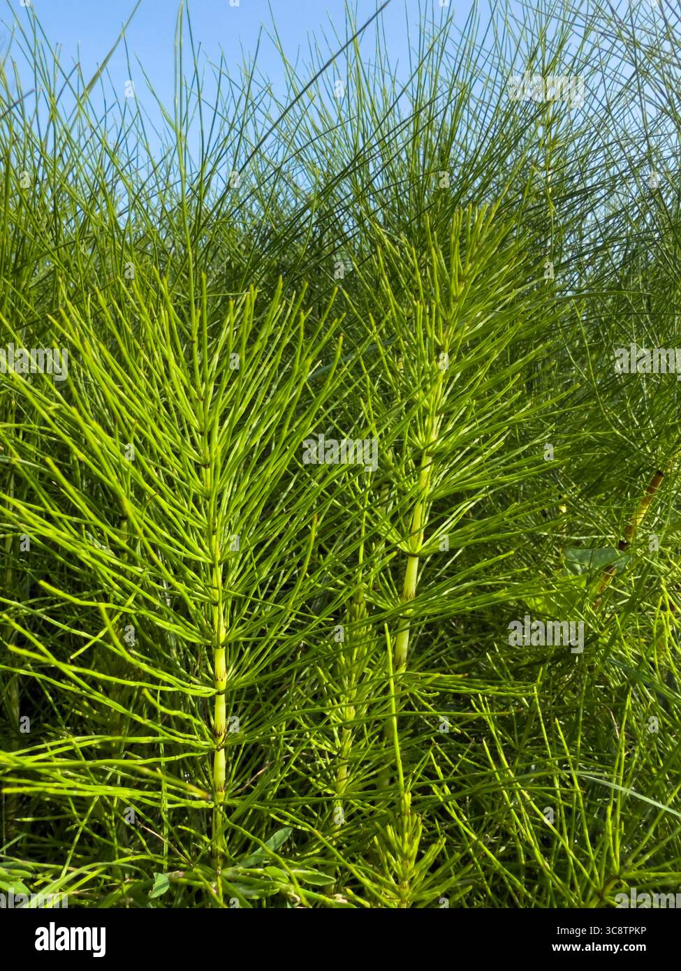 Großer Schachtelhalm (Equisetum telmateia) Pflanzennahmebildung im natürlichen Lebensraum: Phillip Roberts - Smartphone-aufgenommenes Stockfoto