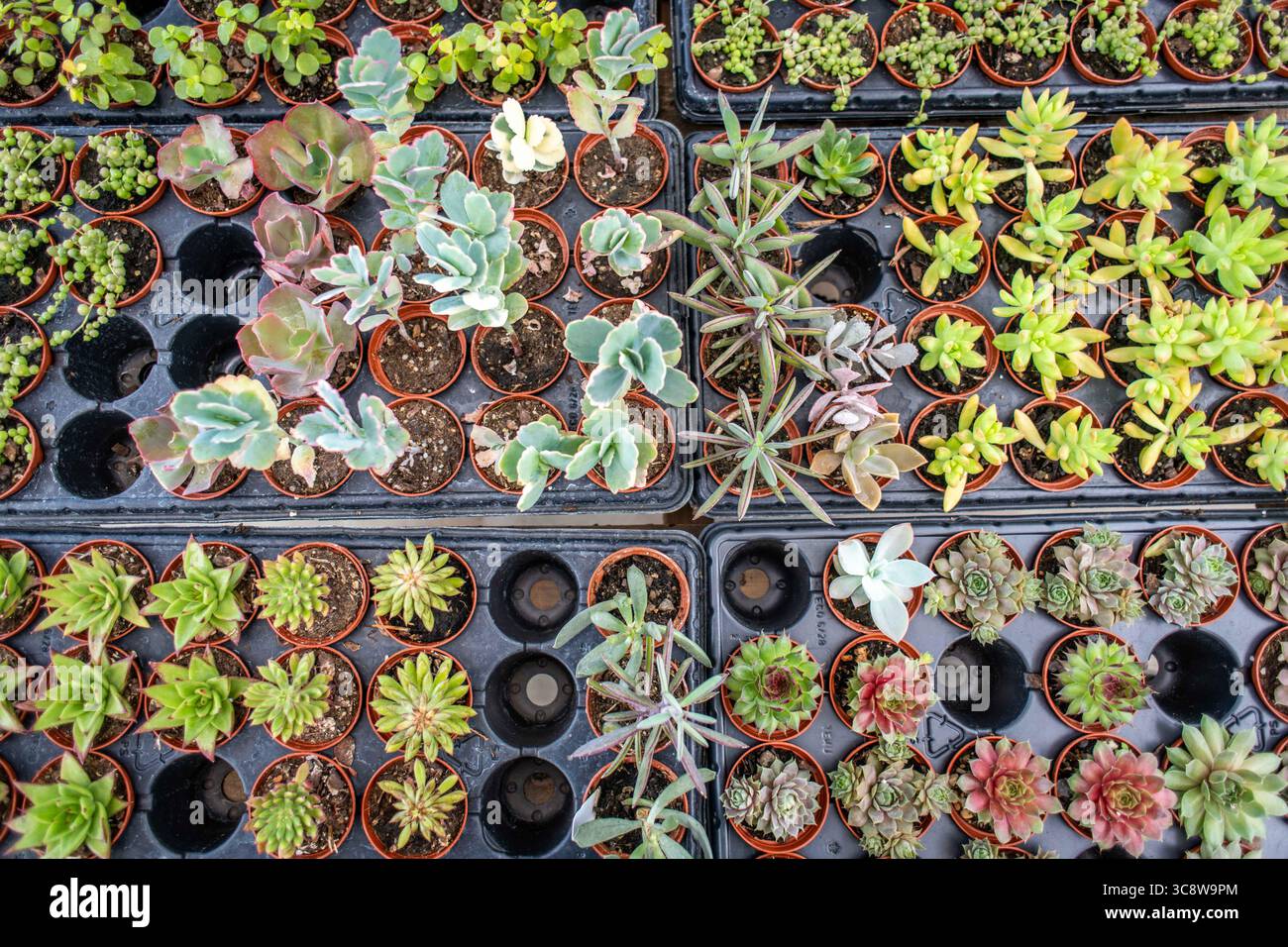 15. Juli 2020, Lothian, Maryland, USA: Verschiedene Sukkulenten zum Verkauf in der Gärtnerei, Lothian, MD. (Kreditbild: © Edwin Remsberg/VW Pics Via ZUMA Wire) Stockfoto