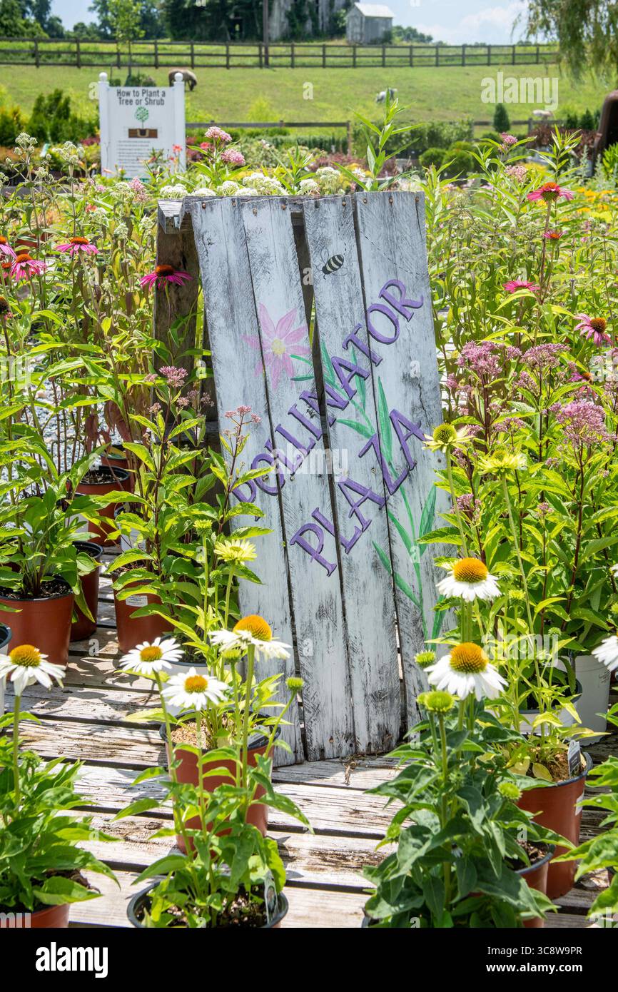 15. Juli 2020, Lothian, Maryland, USA: Hölzernes Schild mit der Aufschrift „Pollinator Plaza“ unter Topfpflanzen zum Verkauf in der Gärtnerei, Lothian, MD. (Kreditbild: © Edwin Remsberg/VW Pics Via ZUMA Wire) Stockfoto