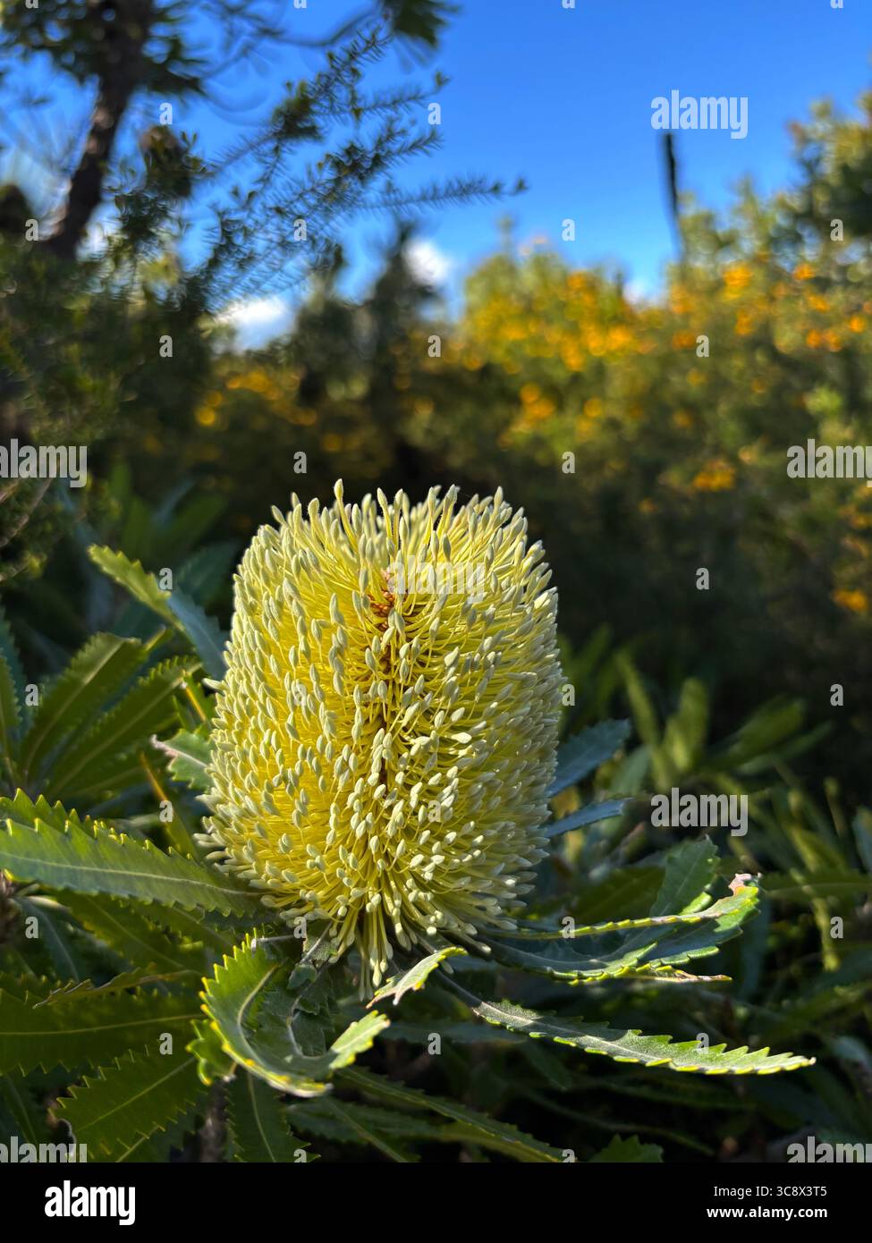 Blühende Banksia, Noosa National Park, Sunshine Coast, Queensland, Australien Stockfoto