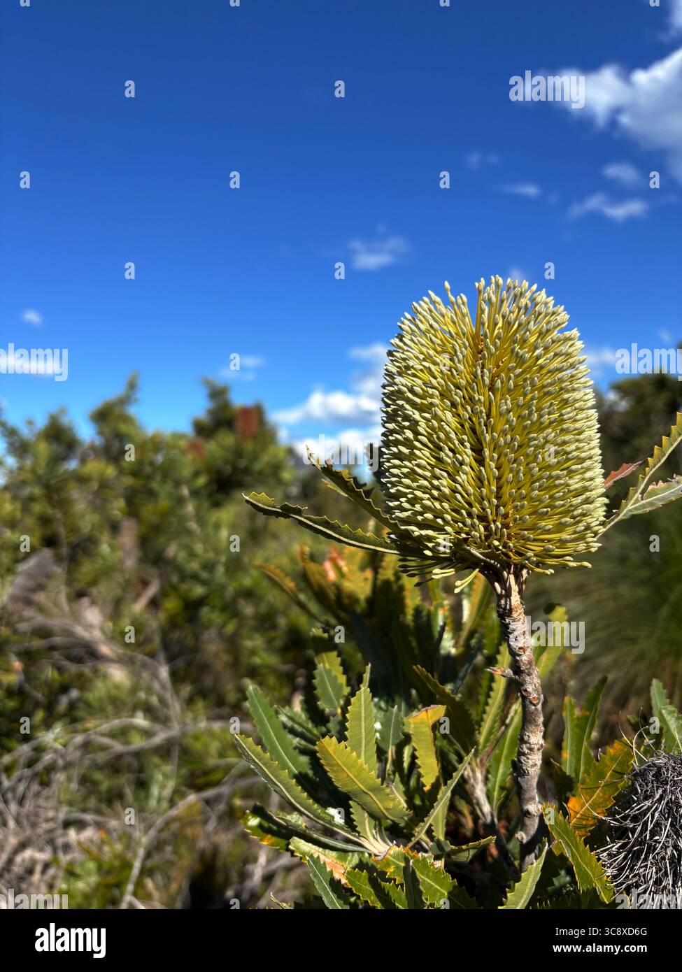 Blühende Wallum Banksia (Banksia aemula), Noosa National Park, Sunshine Coast, Queensland, Australien Stockfoto