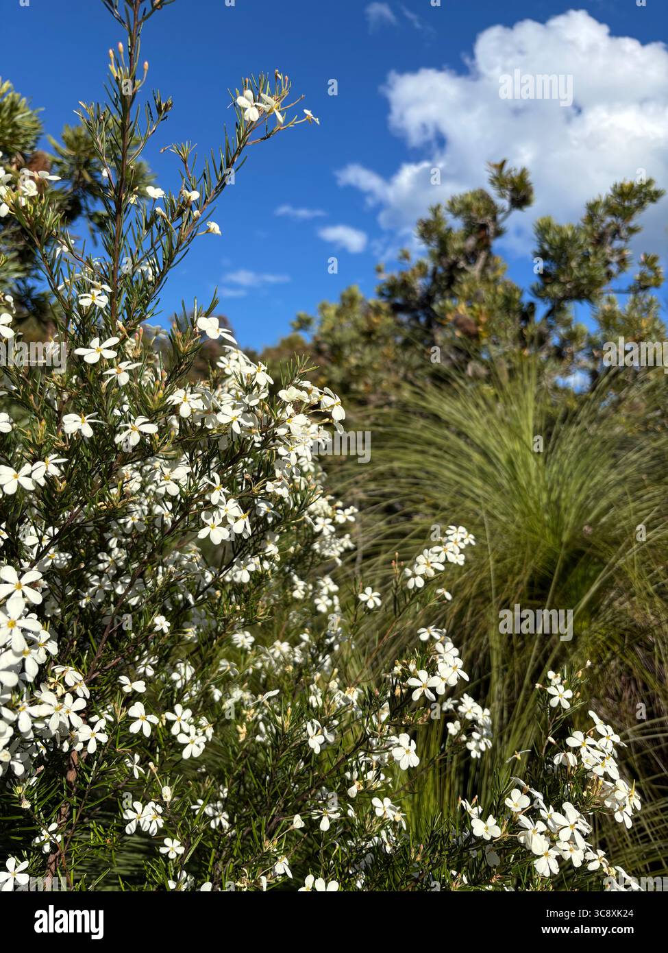 Hochzeitsbusch (Ricinocarpos pinifolius), blüht im Frühling im Wallum Heath Country, Noosa National Park, Sunshine Coast, Queensland, Australien - Smartphone-aufgenommenes Stockfoto