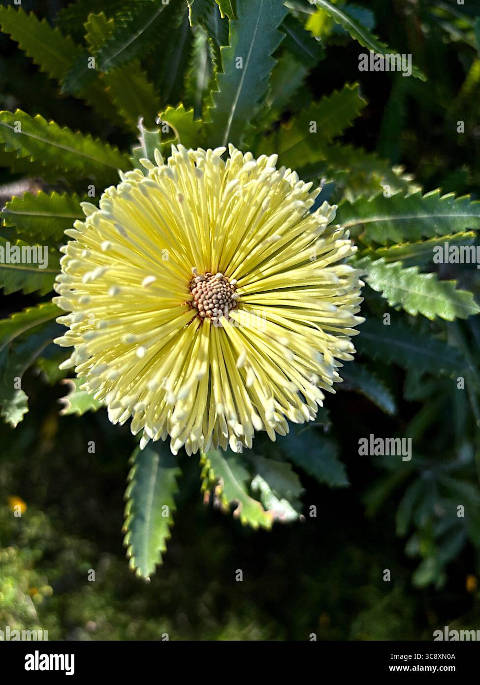 Blühende Wallum Banksia (Banksia aemula), Noosa National Park, Sunshine Coast, Queensland, Australien Stockfoto