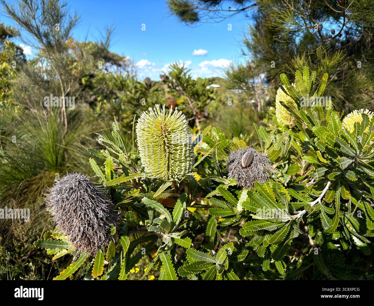 Blühende Wallum Banksia (Banksia aemula), Noosa National Park, Sunshine Coast, Queensland, Australien Stockfoto