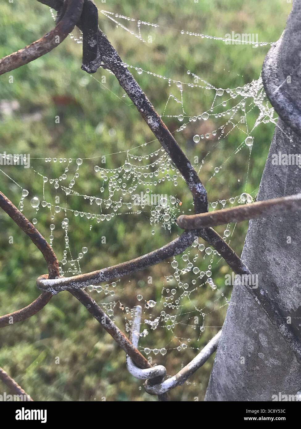 Spinnennetz mit Tautropfen Stockfoto