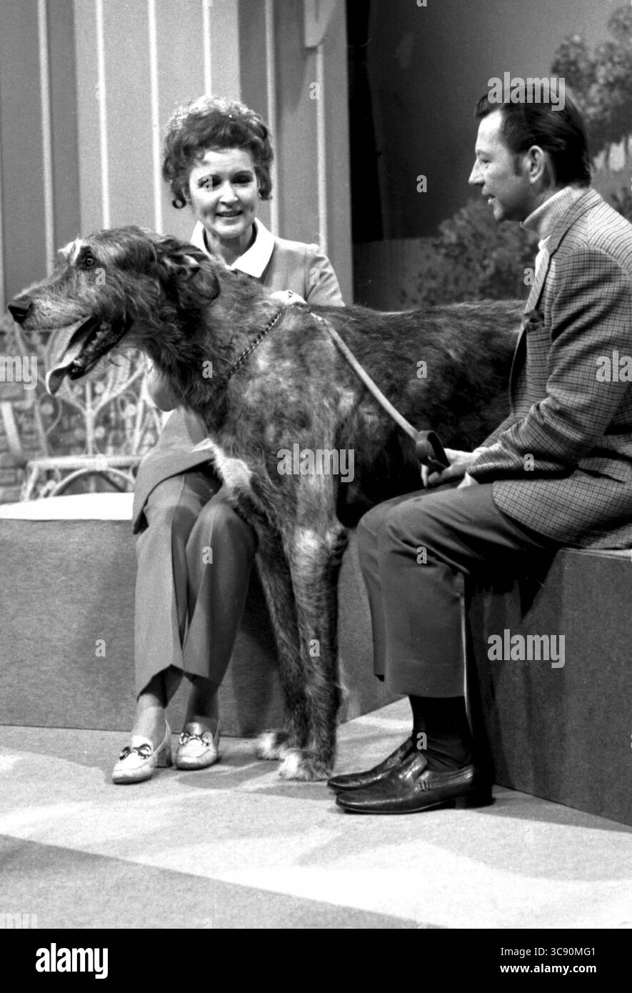 1971: Hollywood, Kalifornien, USA: BETTY WHITE und DONALD O’CONNOR mit seinem irischen Wolfhound Lobo in White's Show The PET Set. (Foto: © Globe Photos/ZUMA Wire) Stockfoto