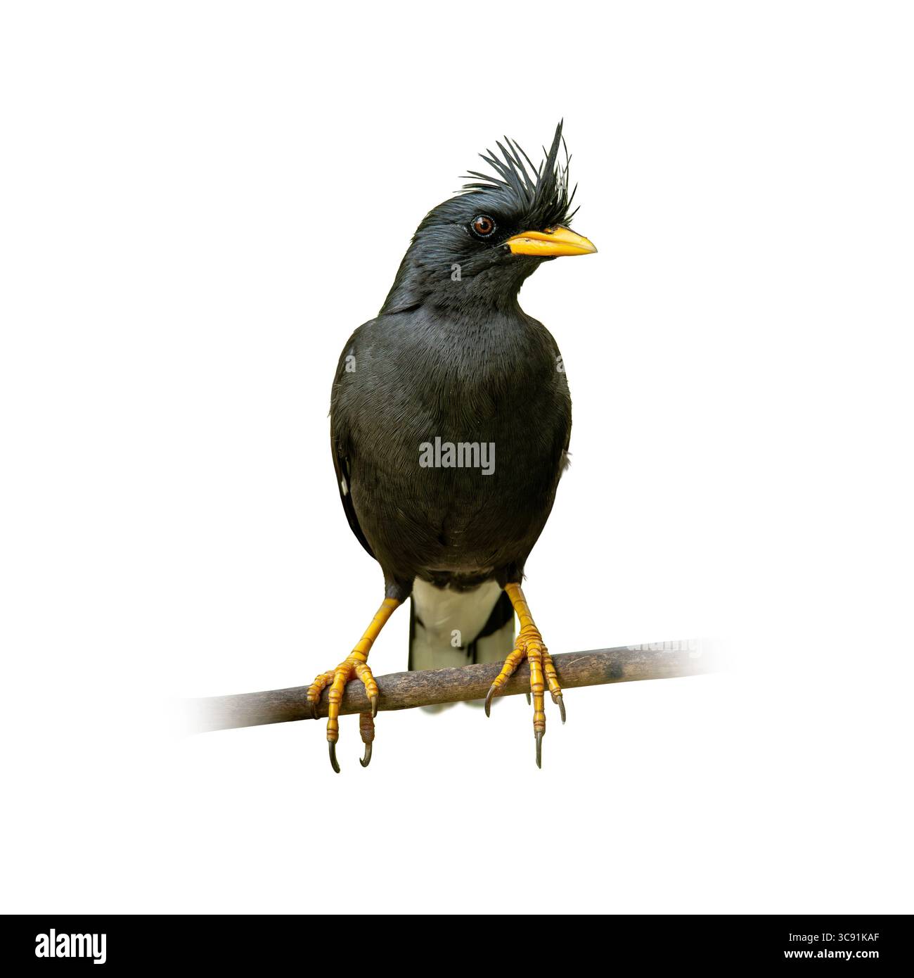 Eine detaillierte Aufnahme einer weißen, belüfteten Myna, die auf einem Ast thront, mit glänzenden schwarzen Federn, einer markanten gelben Augenpartie und starken Beinen gegen einen Stockfoto