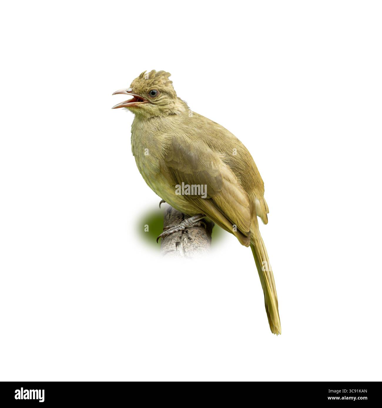 Ein Stachelohrer Bulbul hockte und rief, mit offenem Schnabel und weichen olivbraunen Federn. Dieses Bild ist auf weißem Hintergrund isoliert und hebt den Vogel hervor.“ Stockfoto