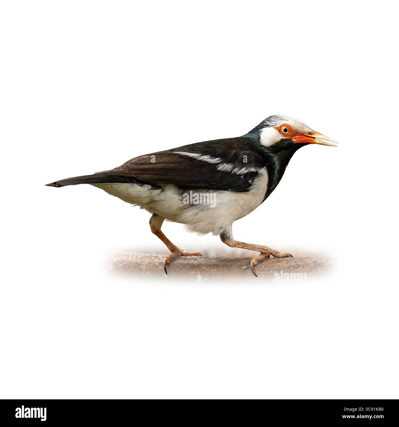 Ein Ganzkörper-Seitenprofil eines asiatischen Rattenstarlings, das mitten im Schritt erfasst wurde. Die kontrastierenden schwarz-weißen Federn, der Orangenschnabel und das ausdrucksstarke Auge des Vogels Stockfoto