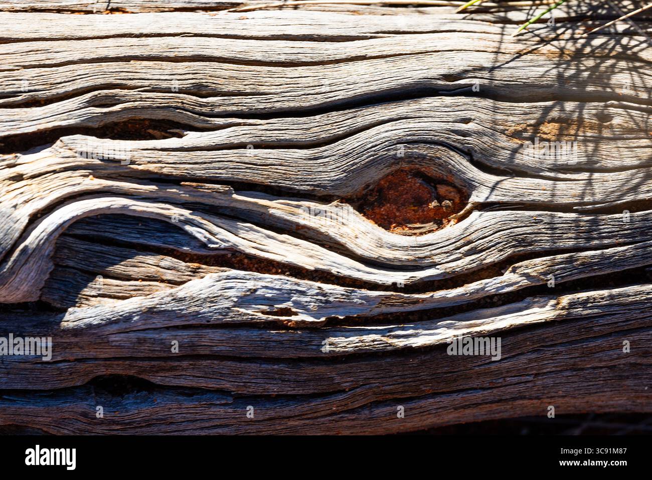 Teil eines toten Baumes am Uluru. Im Kata-Tjuṯa-Nationalpark im Northern Territory von Australien. Stockfoto