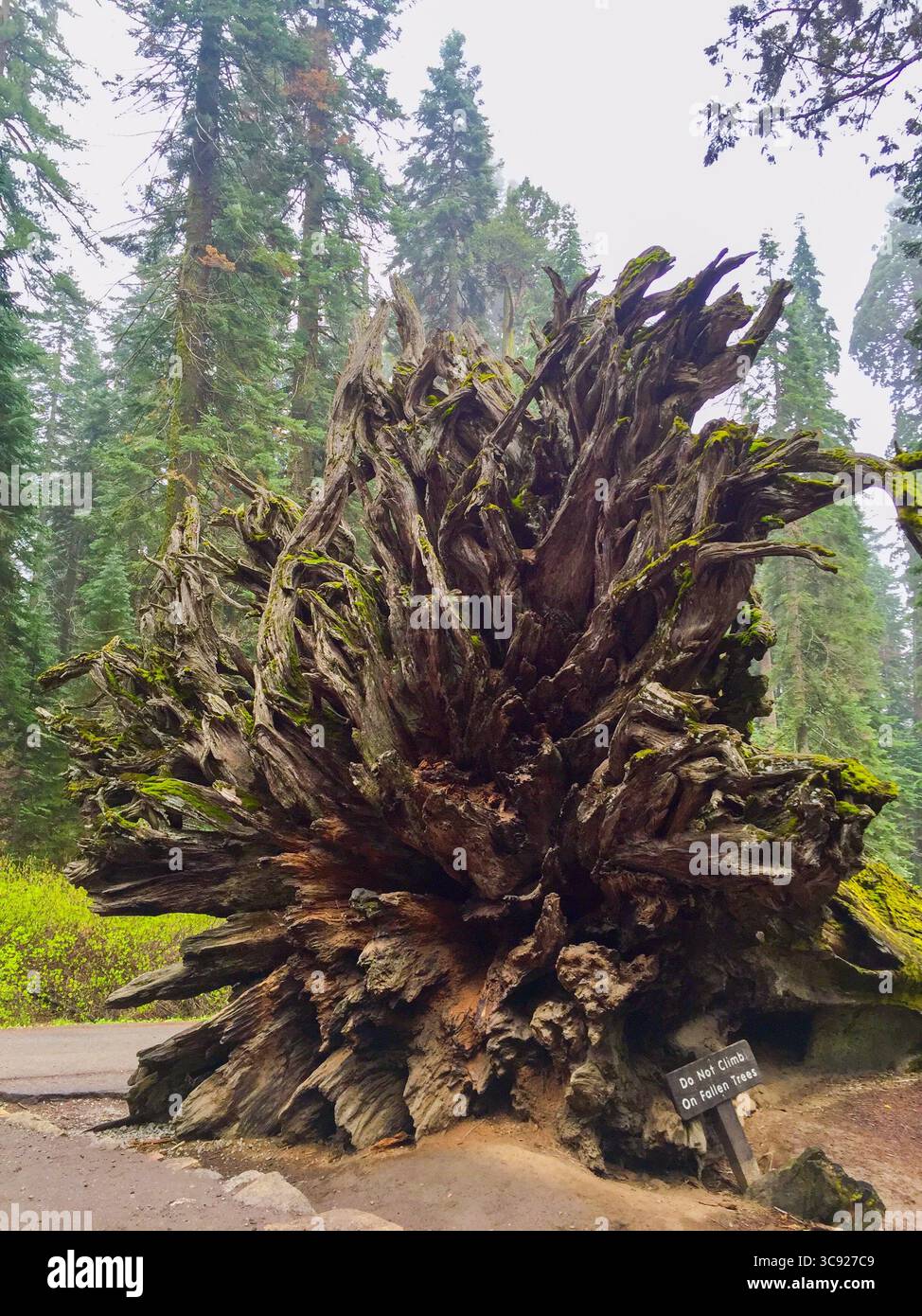 Wurzelstruktur bedeckt mit Moos von gefallenen Mammutbäumen im Yosemite-Nationalpark Stockfoto