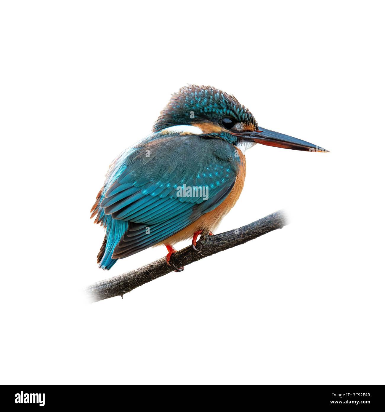 Eine atemberaubende Rückansicht eines weiblichen Eisvogels, der leise auf einem Ast thront, mit schillernden blauen Federn, kurzem Schwanz und scharfem Schnabel. Perfe Stockfoto