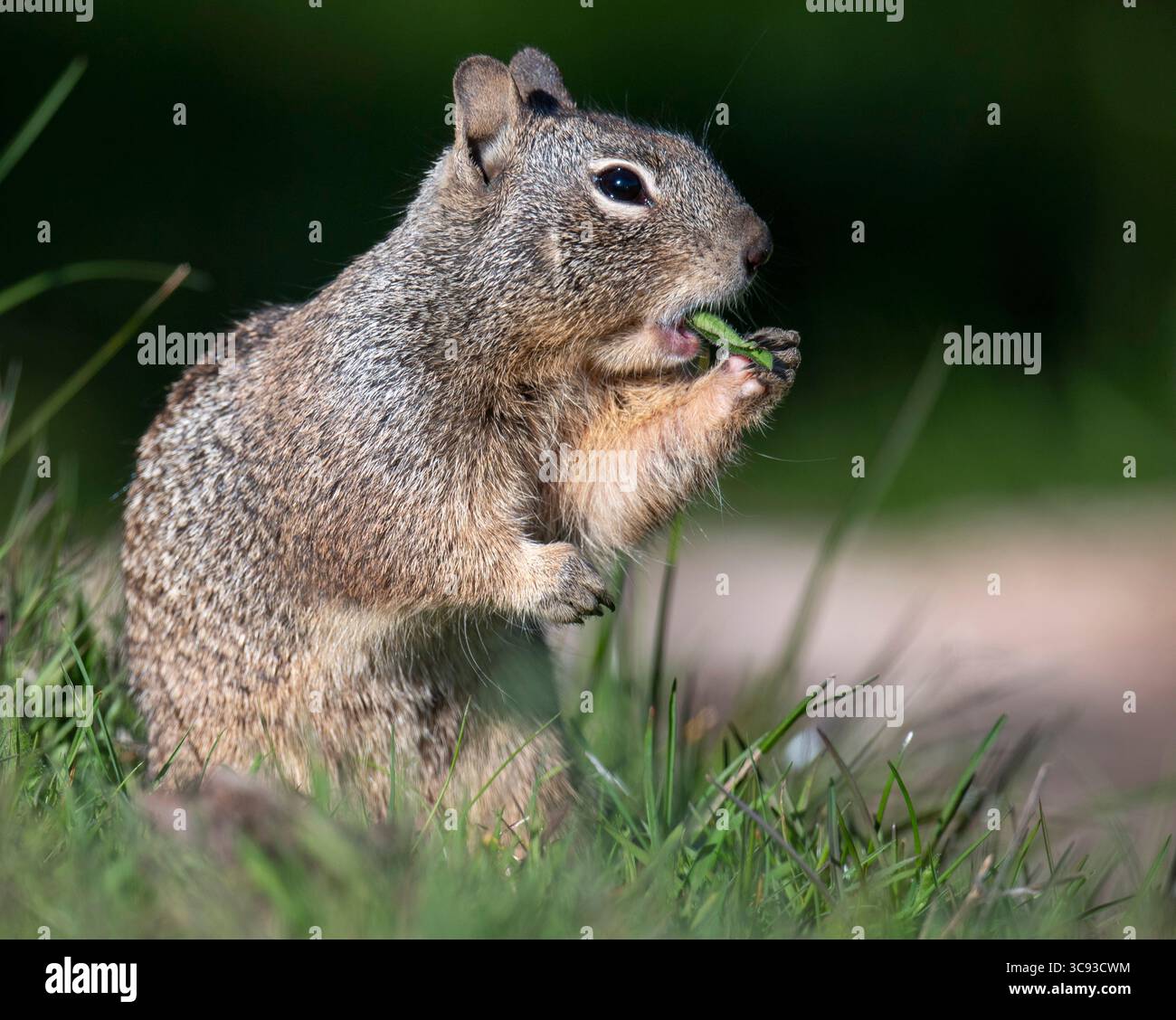 11. März 2021, ELKTON, OREGON, USA: Ein kalifornisches Eichhörnchen ernährt sich von neuen Gras- und Unkrautsprossen auf einer Hangweide nahe Elkton im ländlichen Westen Oregons. Obwohl es sich um ein bodenbewohntes Eichhörnchen handelt, hat es eine starke Neigung zum Aufstieg. (Bild: © Robin Loznak/ZUMA Wire) Stockfoto