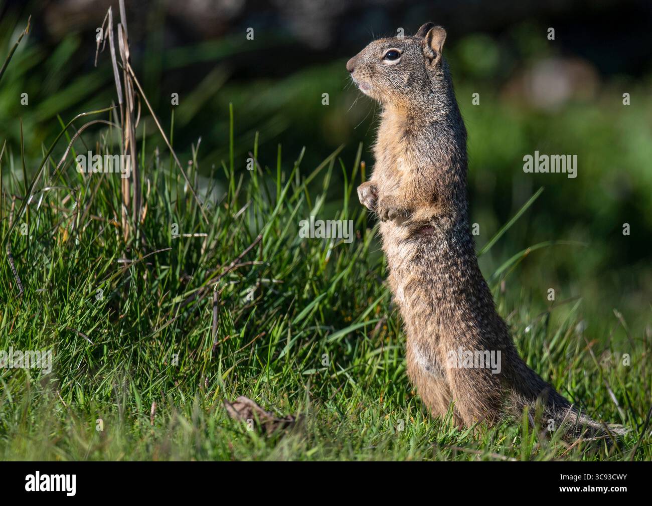 11. März 2021, ELKTON, OREGON, USA: Ein kalifornisches Eichhörnchen hält Wache, während er neue Grassprossen und Unkraut auf einer Berglandweide in der Nähe von Elkton im ländlichen Westen Oregons ernährt. Obwohl es sich um ein bodenbewohntes Eichhörnchen handelt, hat es eine starke Neigung zum Aufstieg. (Bild: © Robin Loznak/ZUMA Wire) Stockfoto