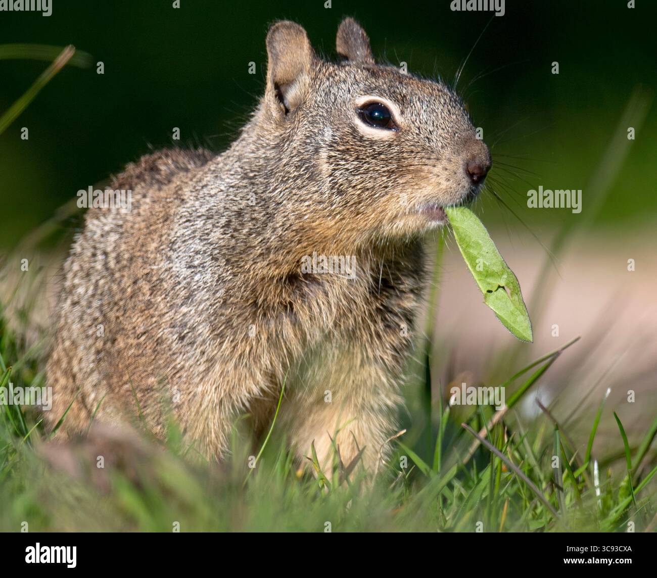11. März 2021, ELKTON, OREGON, USA: Ein kalifornisches Eichhörnchen ernährt sich von neuen Gras- und Unkrautsprossen auf einer Hangweide nahe Elkton im ländlichen Westen Oregons. Obwohl es sich um ein bodenbewohntes Eichhörnchen handelt, hat es eine starke Neigung zum Aufstieg. (Bild: © Robin Loznak/ZUMA Wire) Stockfoto