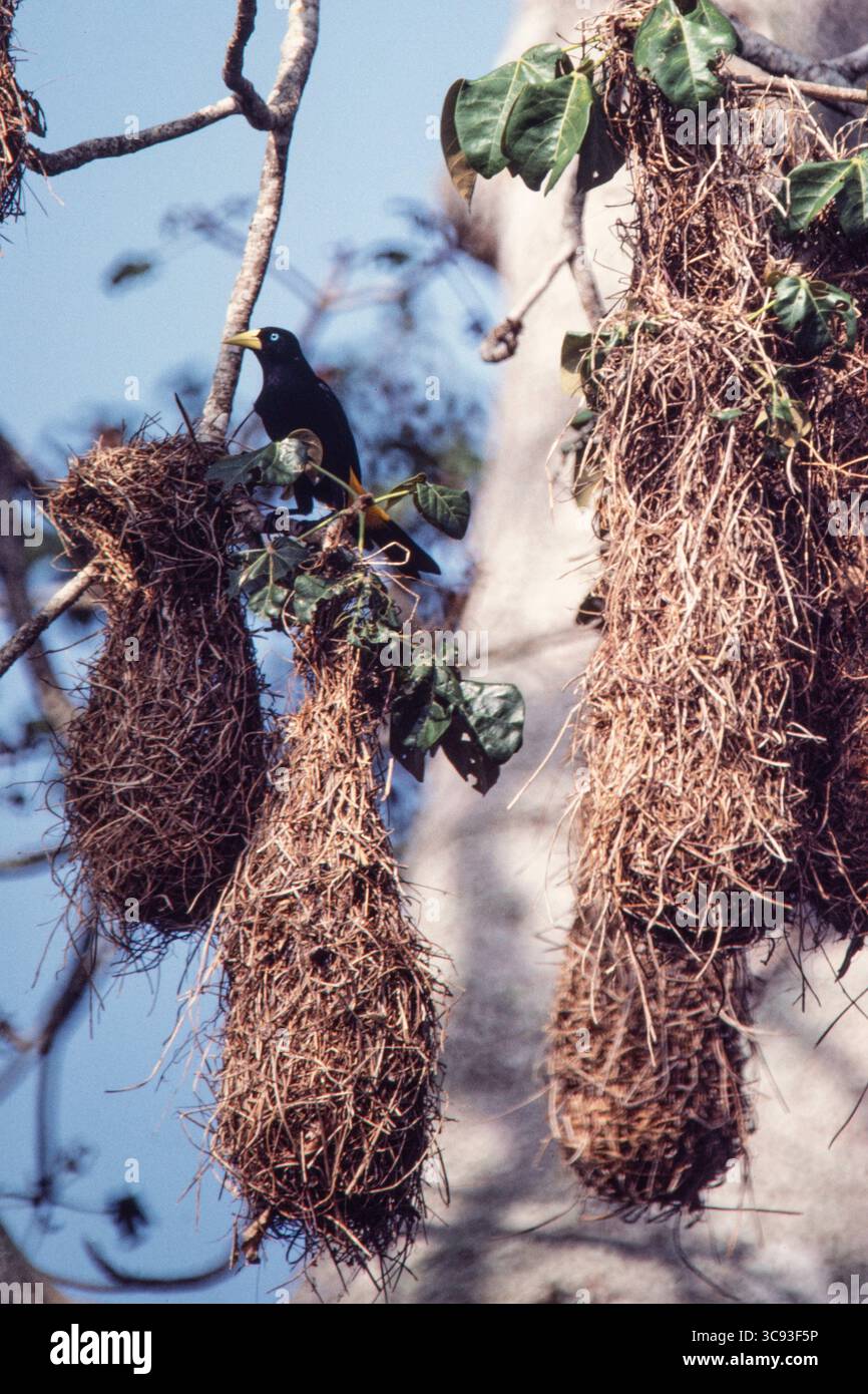 11. Februar 2021, Panama, Panama: Ein gelbstämmiger Cacique, Cacicus cela, durch sein gewebtes Hängenest in einem Baum im Regenwald von Panama. (Kreditbild: © Jon G. Fuller/VW Pics via ZUMA Wire) Stockfoto
