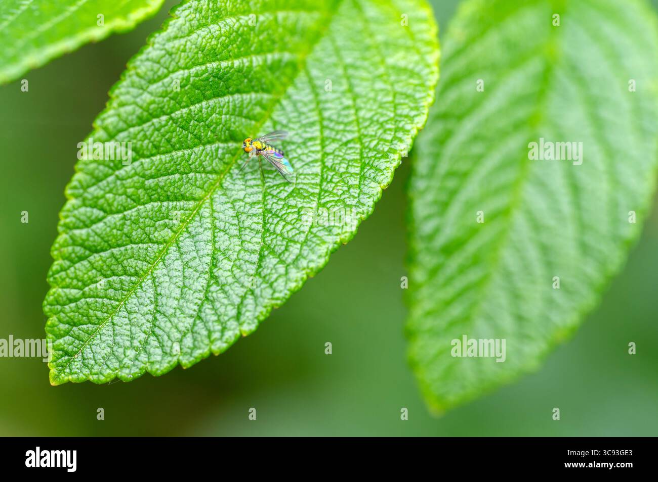 Langarmfliege (Condylostylus spp.) Stockfoto