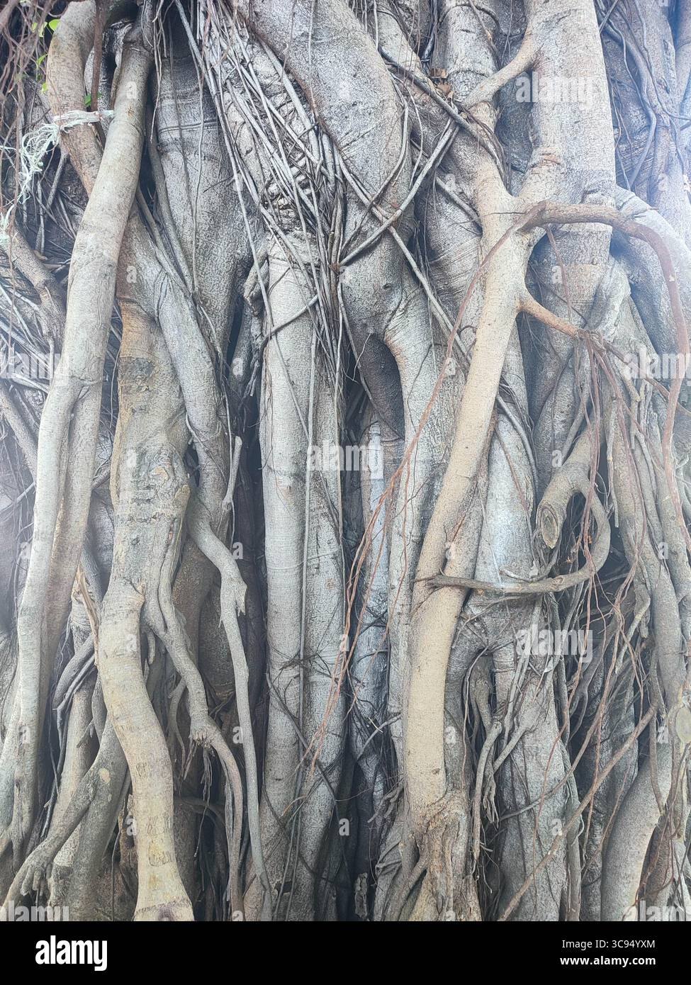 Nahaufnahme von ineinander verflochtenen Banyan-Baumwurzeln mit natürlichen Texturen und komplexen Mustern, die im Laufe der Zeit entstanden sind. - Smartphone-aufgenommenes Stockfoto