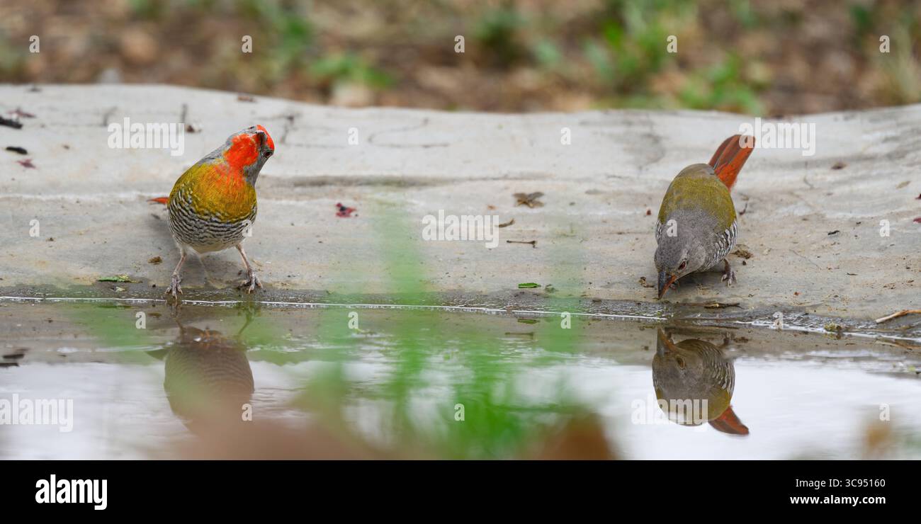 Ein Paar grüngeflügelter Pytilia (Pytilia melba) am Ufer des Amboseli National Park, Kenia. Stockfoto