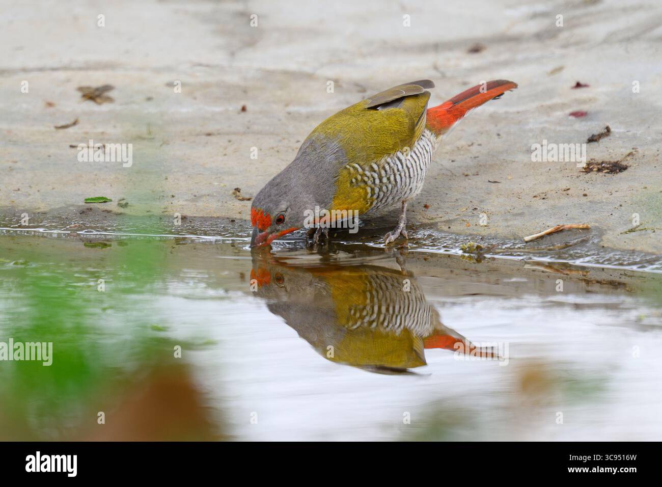 Grüngeflügelte Pytilia (Pytilia melba) Trinkwasser am Rand eines Pools im Amboseli National Park, Kenia. Stockfoto