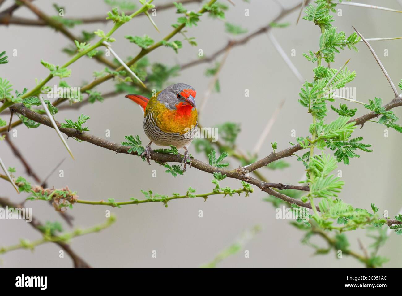 Grüngeflügelte Pytilia (Pytilia melba) thront auf einem Dornzweig im Amboseli-Nationalpark, Kenia. Stockfoto
