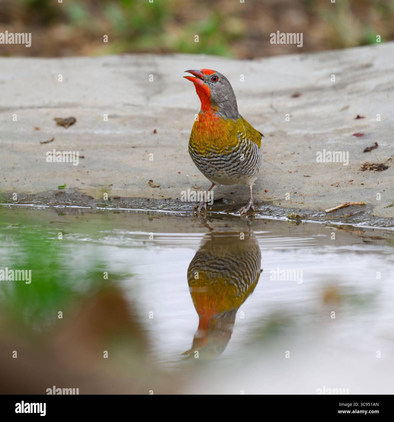 Grüngeflügelte Pytilia (Pytilia melba), die in der Nähe des Wassers stehen und im Amboseli-Nationalpark, Kenia, eine Reflexion sichtbar ist. Stockfoto