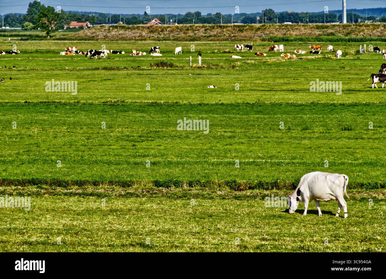 Holstein Milchvieh auf grünem Weideland, Sonnenlicht beleuchtet die üppige niederländische Landschaft in der Nähe von traditionellem Ackerland Stockfoto