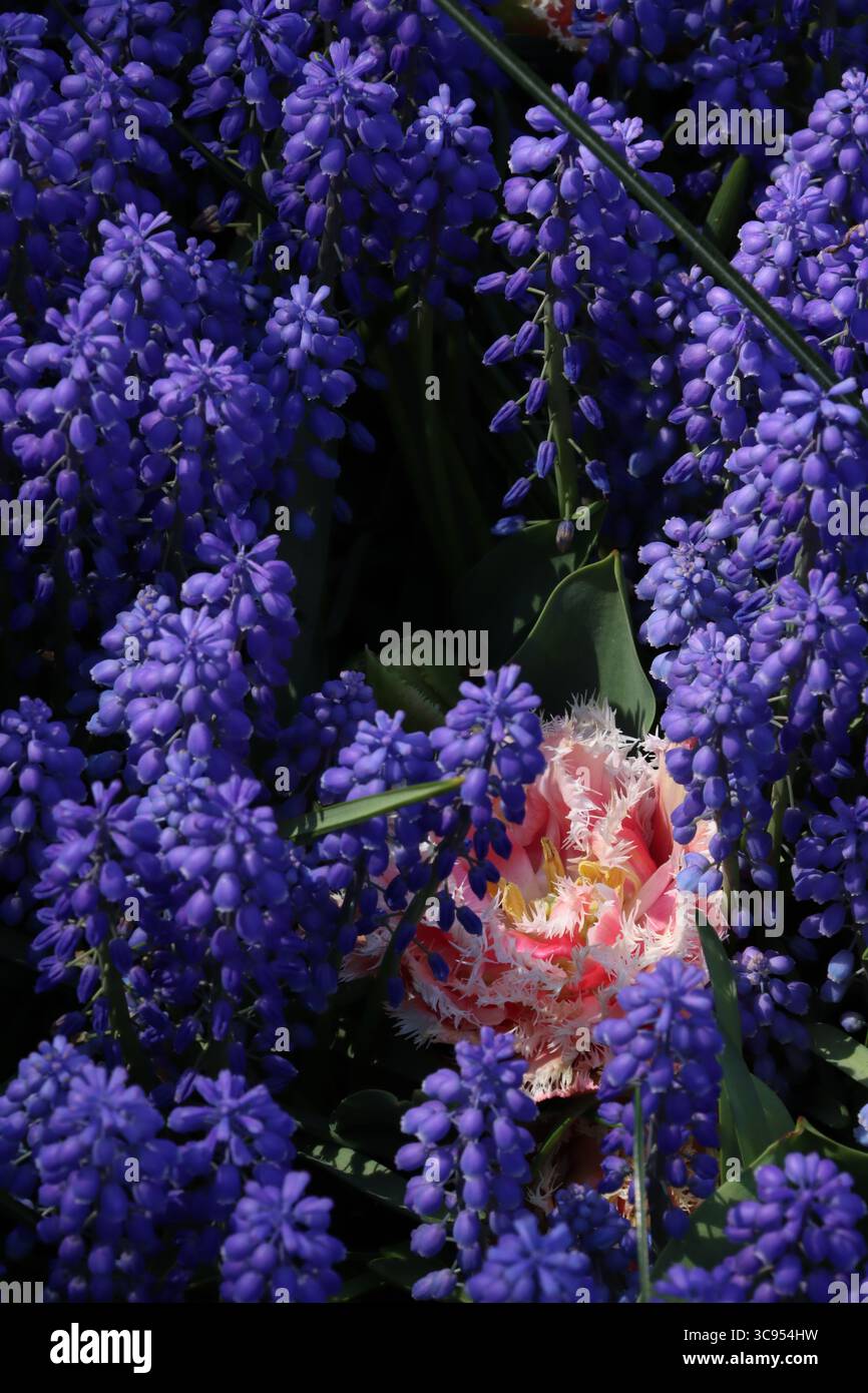 Blaue Hyazinthen in holland Stockfoto