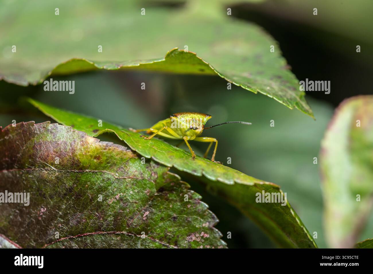 Hawtorn-Schildkäfer (Acanthosoma haemorrhoidale), die auf grünem Blatt im Baum bei weicher Nahaufnahme ruht Stockfoto