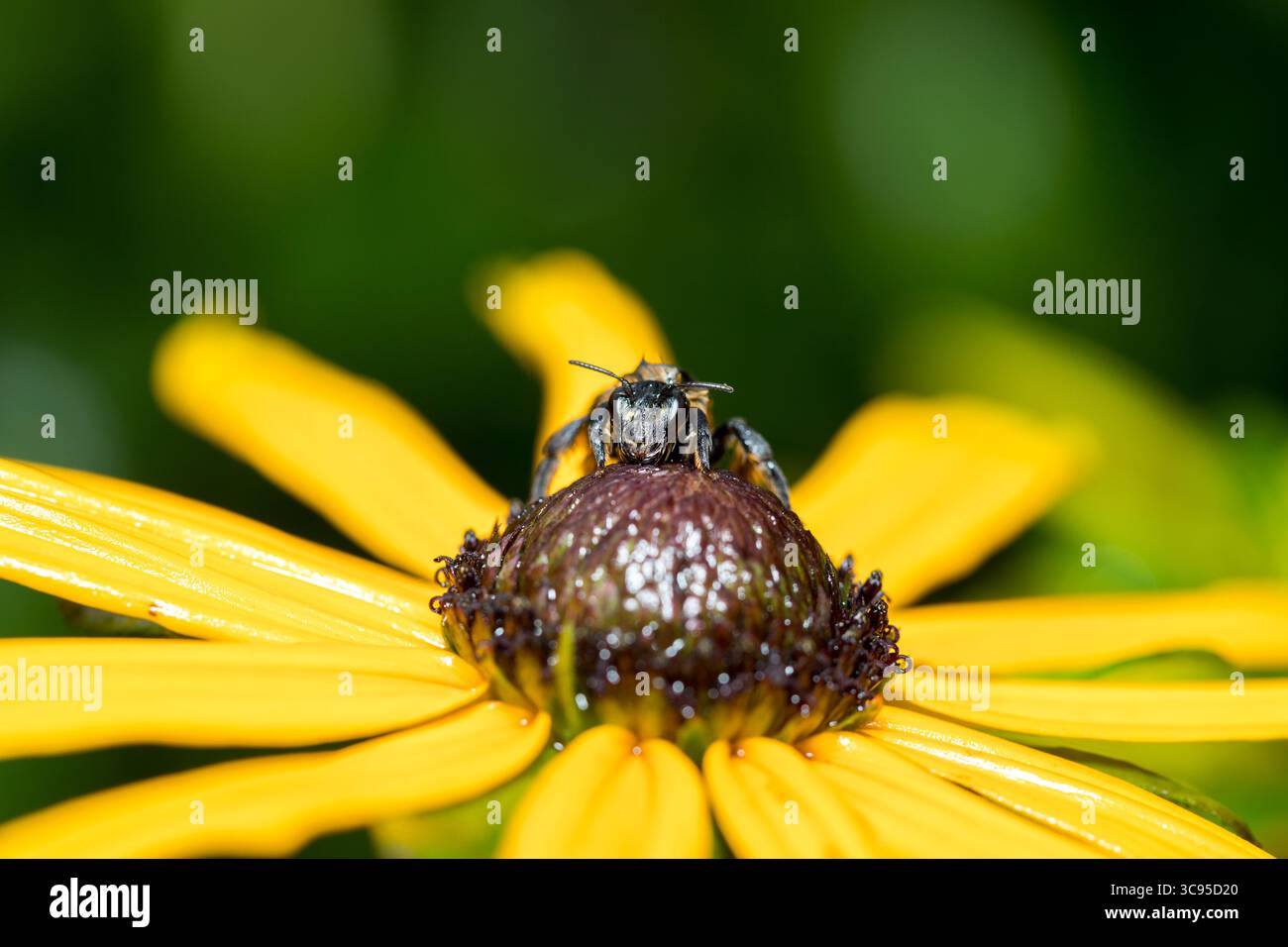Feuchte Biene haftet an das Herz einer gelben Wildblume, feuchte Biene nach starkem Regen trocknet im Sonnenlicht auf gelbe Blume Nahaufnahme Aufnahme Vorderansicht Stockfoto