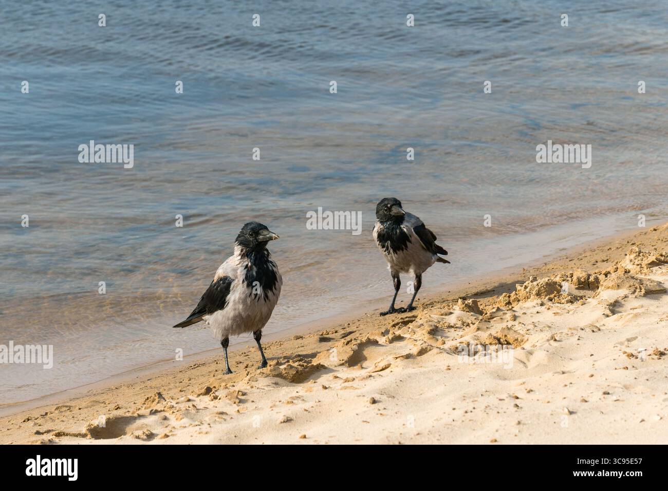 Zwei Krähen stehen am Sandstrand in der Nähe des Wassers und beobachten genau. Stockfoto