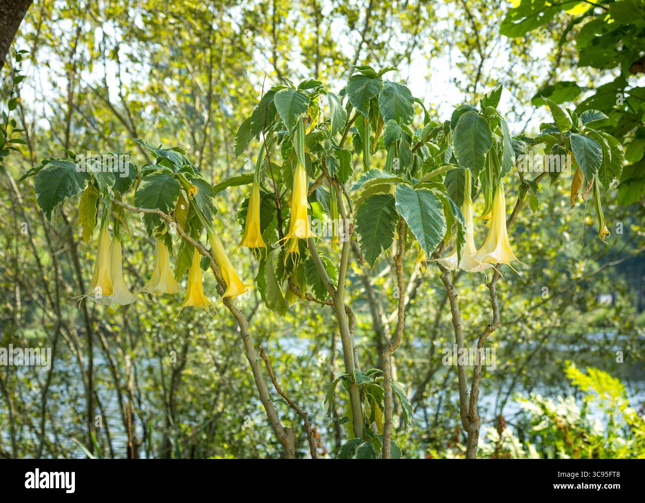 Engels Trompetenbaum oder Brugmansia in voller Blüte Stockfoto