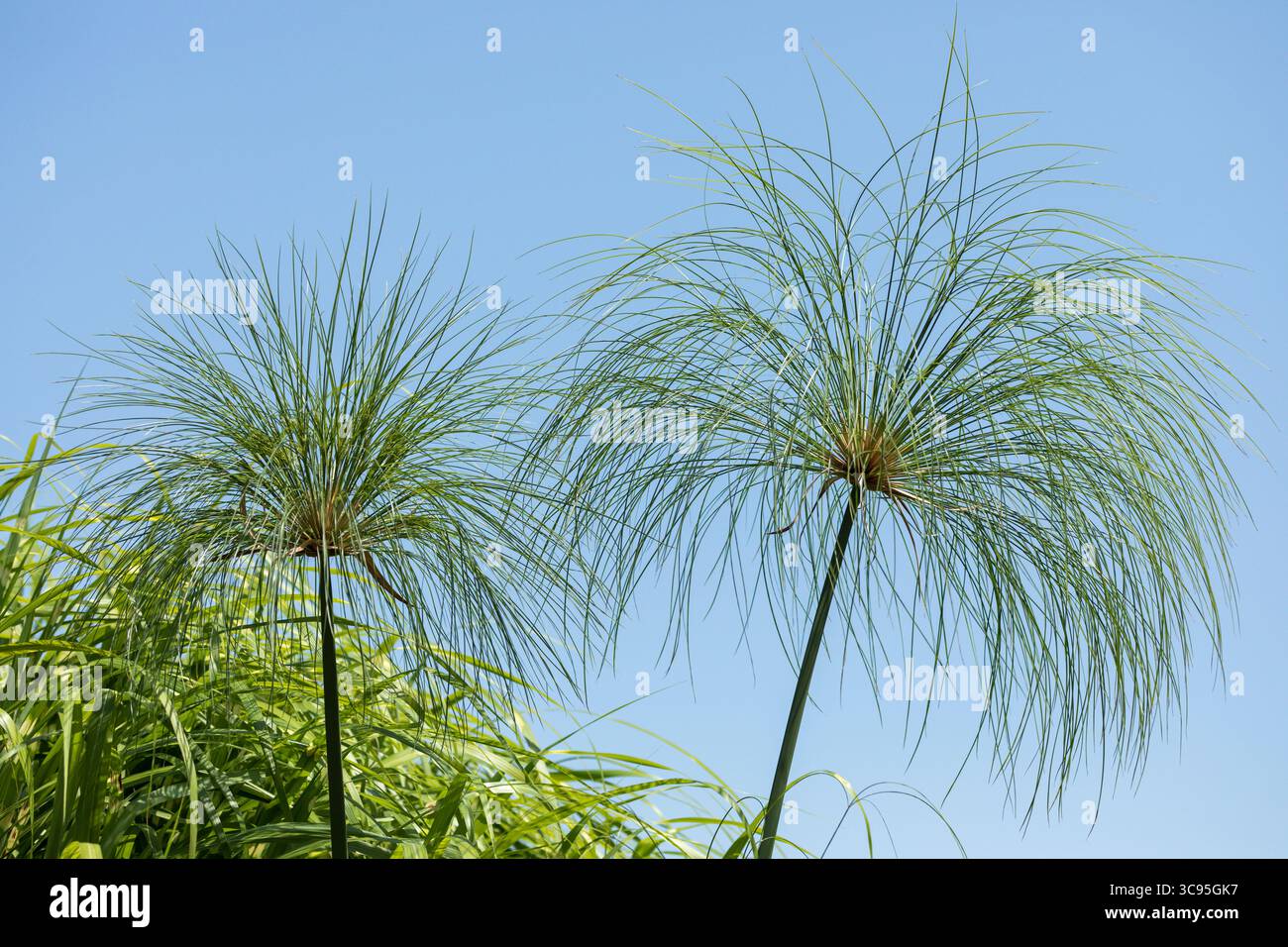 Cyperus Papyrus oder nilgras Stiele am Rand eines Teiches Stockfoto