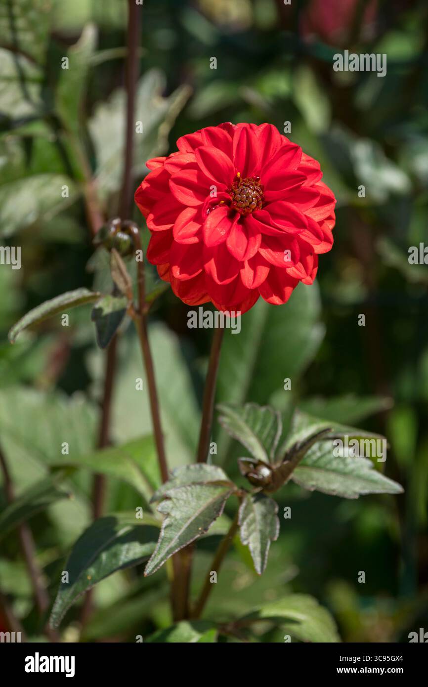 Leuchtend rote Dahlienblüte „Dalaya“ Stockfoto