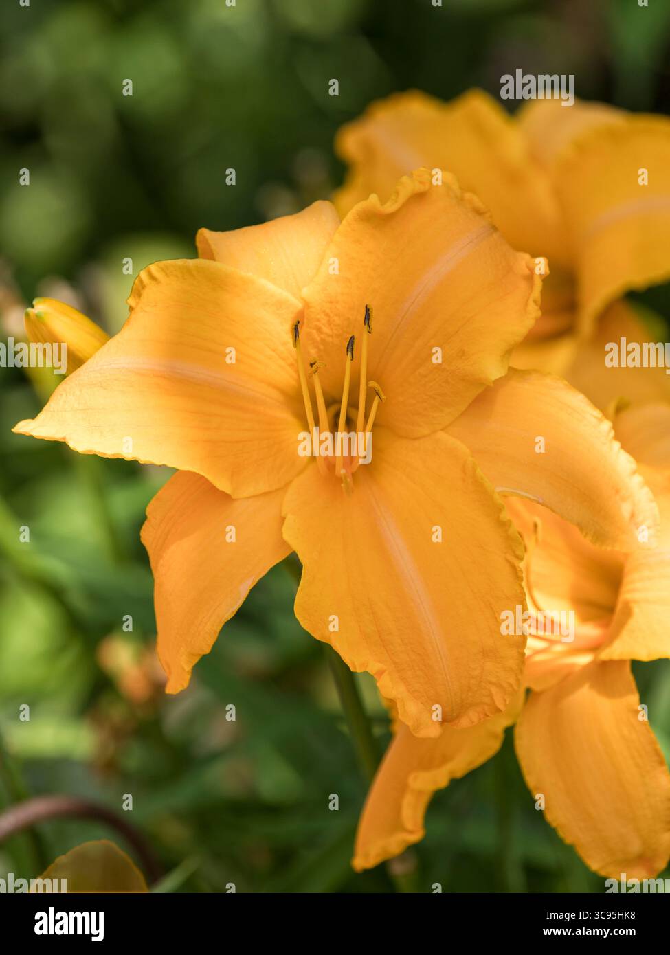 Eine schöne blassgelbe Taglilie oder Hemerocallis Blüte Stockfoto