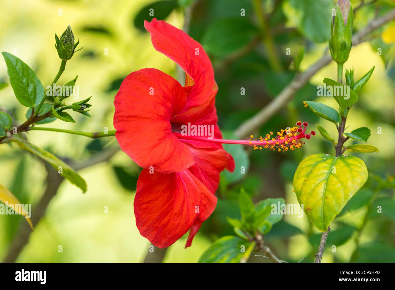 Leuchtend rote Blüte des Hibiskusstrauchs mit seinem großen Stigma und Stamen Stockfoto