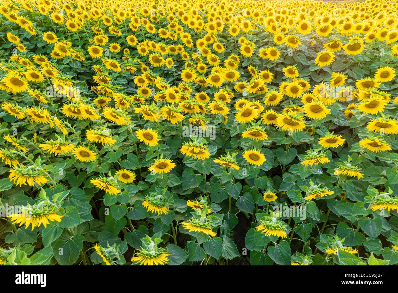 Ein Feld blühender Sonnenblumen aus einem Drohnen-Schönheitskonzept. Stockfoto