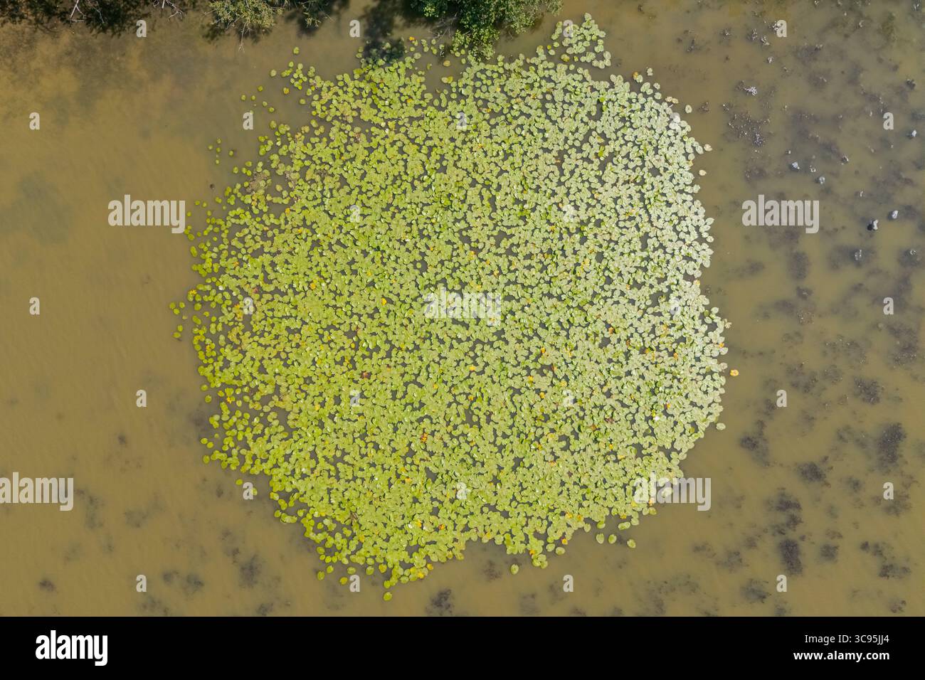 Nymphaea alba, Basale Angiospermen, nenuphar Stockfoto