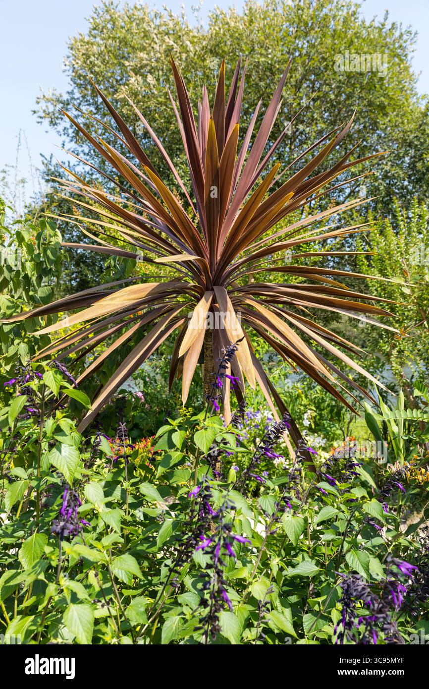 Cordyline indivisa atropurpurea, Bergkohl oder Buschflachs Stockfoto