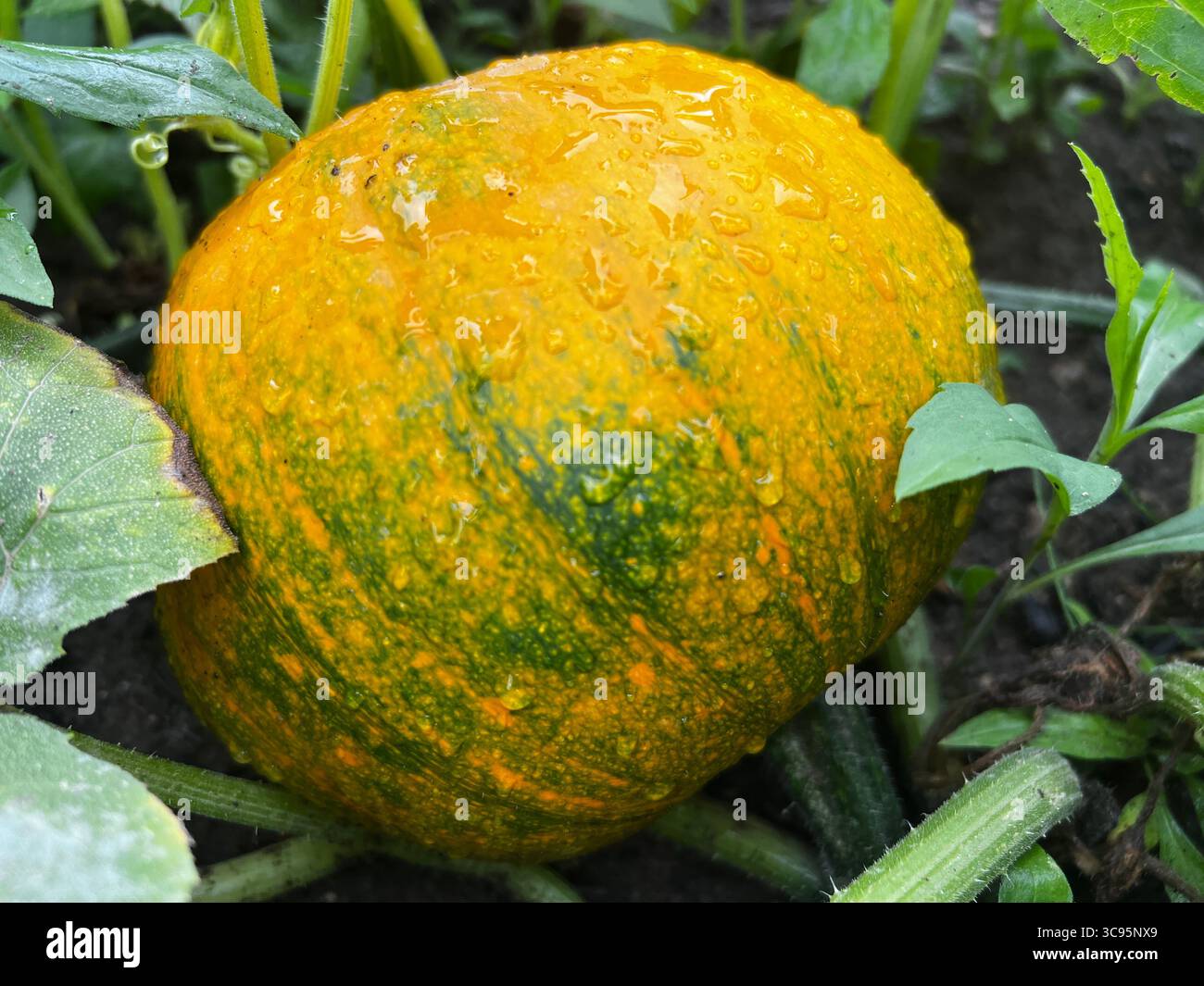 Nahaufnahme von Kürbis cucurbita in Bio-Garten Kleingartengartengemüse Hochbeet reif für Ernte Wassertröpfchen auf der Oberfläche Sommertageslicht Stockfoto