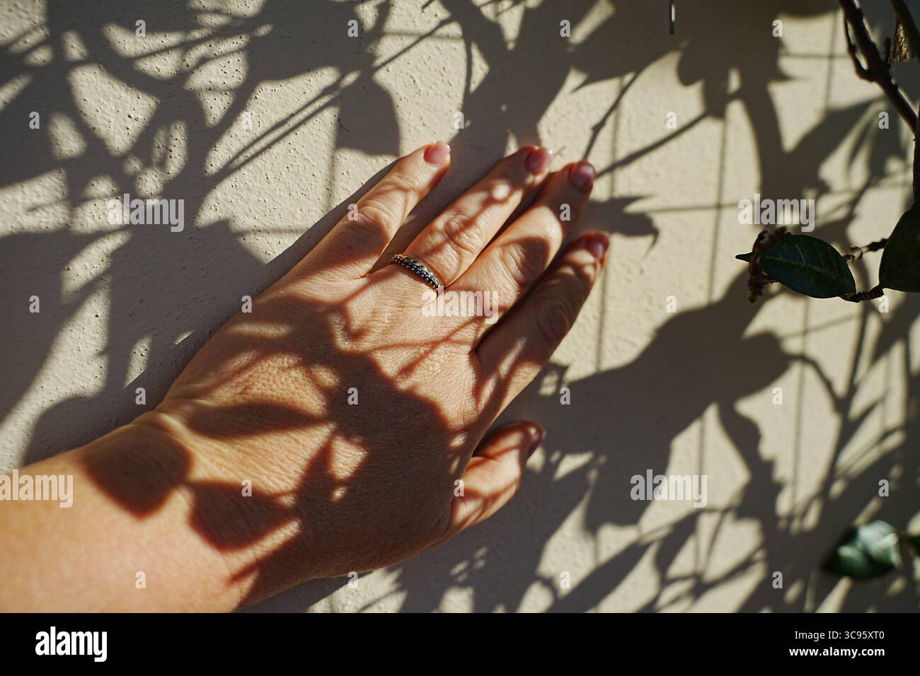 Eine mit einem Ring verzierte Hand berührt eine strukturierte Wand und wirft komplizierte Schatten von Blättern in warmes Sonnenuntergangslicht. Die Szene erfasst das Zusammenspiel zwischen Stockfoto