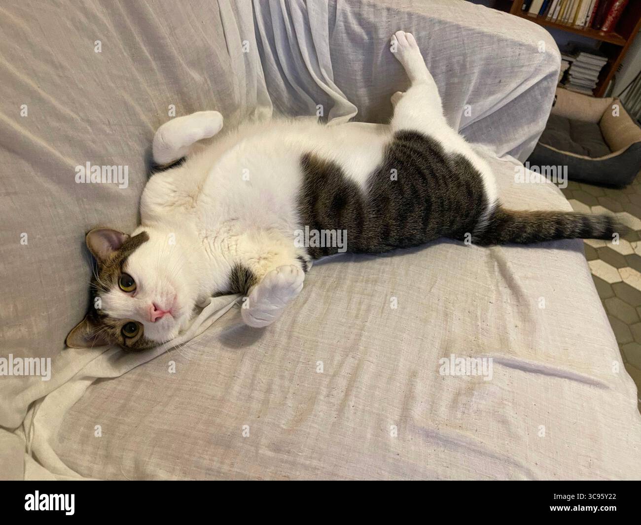 Gestromte und weiße Katze liegend drehen Schildkröte - Smartphone-aufgenommenes Stockfoto