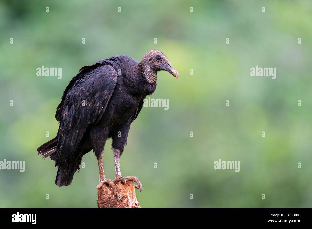 Schwarzer Geier (Coragyps atratus) auf einem Baumstamm in Costa Rica. Stockfoto