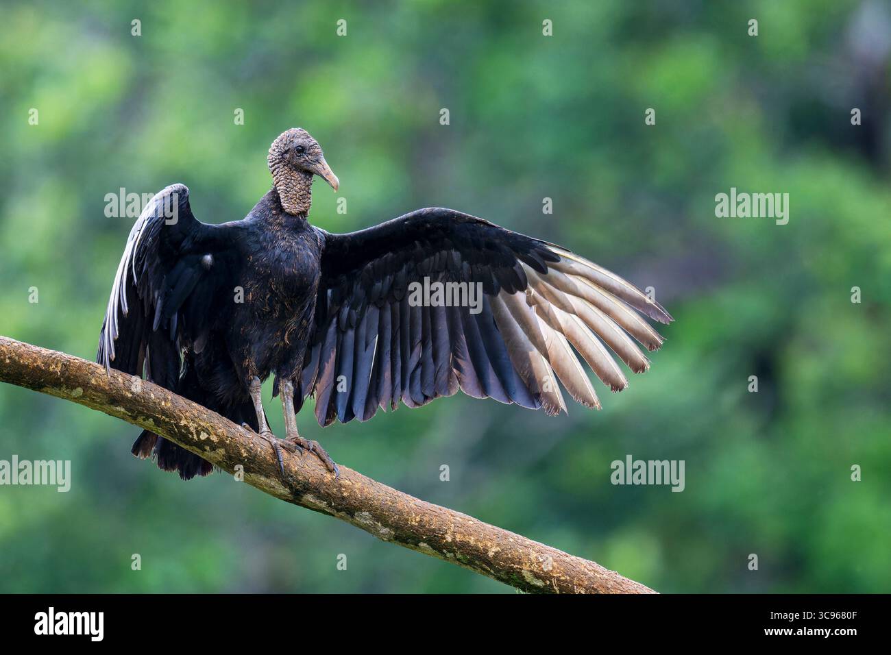 Der Schwarze Geier (Coragyps atratus) breitet seine Flügel auf einem Zweig aus, Costa Rica. Stockfoto